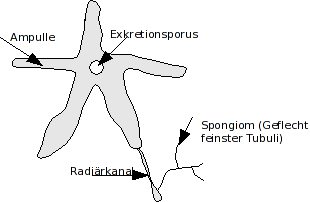 exkretionsporus